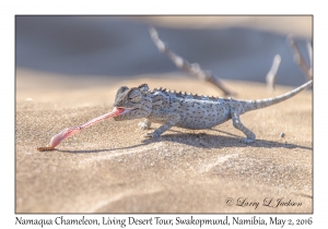 Namaqua Chameleon