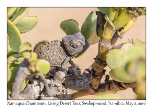 Namaqua Chameleon