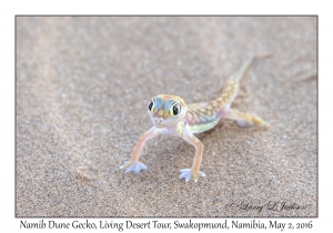 Namib Dune Gecko