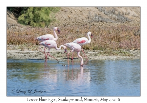 Lesser Flamingos