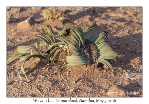 Welwitschia