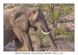 African Elephant