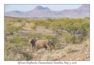 African Elephants