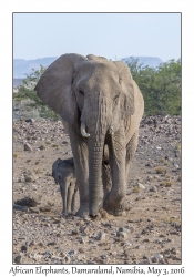 African Elephants, female & juvenile