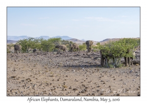 African Elephants