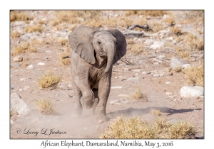 African Elephant, juvenile