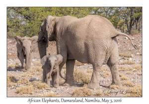 African Elephants