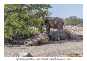 African Elephants