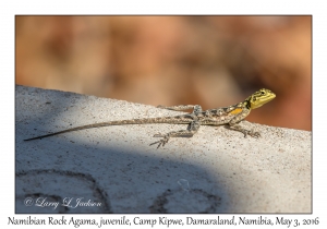 Namibian Rock Agama, juvenile