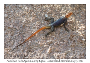 Namibian Rock Agama