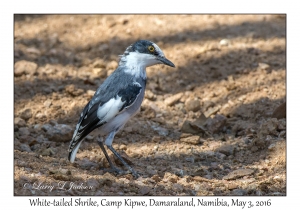 White-tailed Shrike