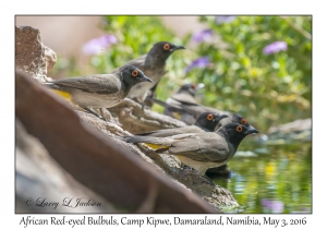 African Red-eyed Bulbuls