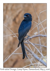 Fork-tailed Drongo