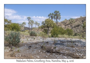 Makalani Palms