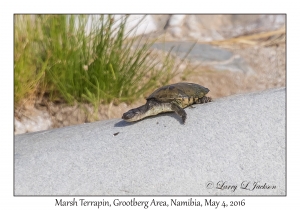 Marsh Terrapin