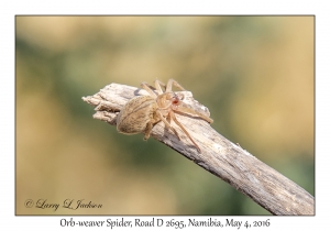 Orb-weaver Spider