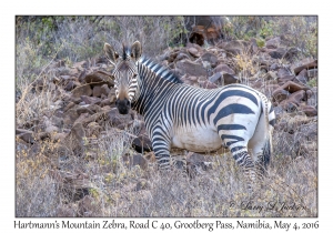 Hartmann's Mountain Zebra