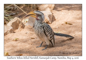 Southern Yellow-billed Hornbill