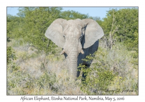 African Elephant, bull