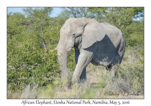 African Elephant, bull