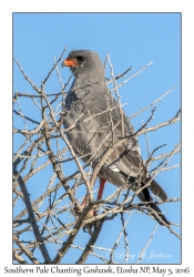 Southern Pale Chanting Goshawk