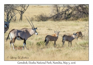 Gemsbok
