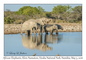 African Elephants