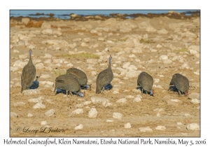 Helmeted Guineafowl