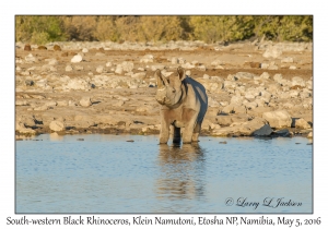 South-western Black Rhinoceros