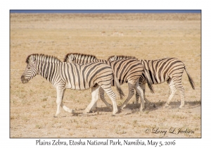 Plains Zebra