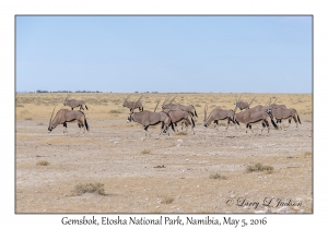 Gemsbok