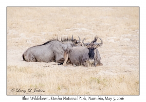 Blue Wildebeest