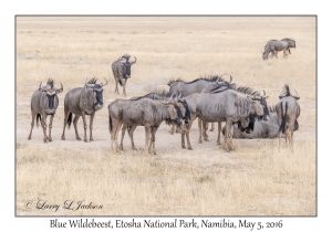 Blue Wildebeest