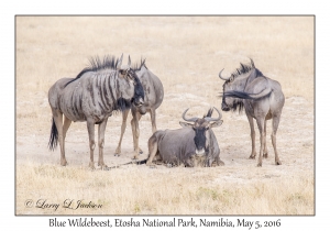 Blue Wildebeest