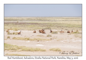 Red Hartebeest