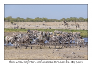Plains Zebra