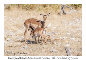 Black-faced Impala