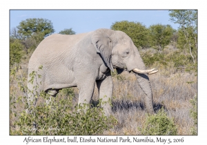 African Elephant, bull