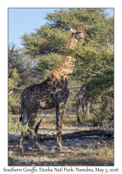 Southern Giraffe