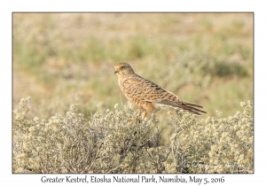 Greater Kestrel