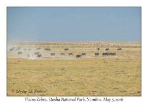 Plains Zebra