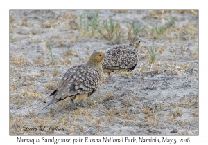 Namaqua Sandgrouse