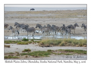 Plains Zebra