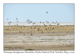 Namaqua Sandgrouse