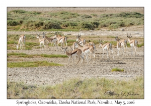 Springbok