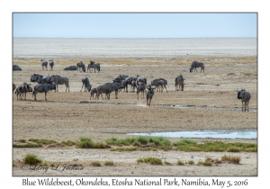 Blue Wildebeest