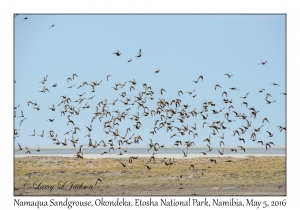 Namaqua Sandgrouse