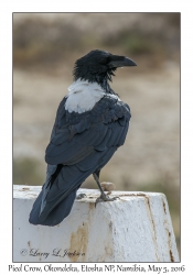 Pied Crow