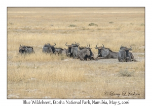 Blue Wildebeest