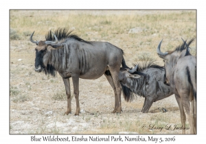 Blue Wildebeest